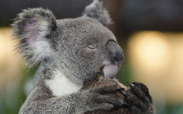 Illustration for article titled These Koalas Are Refusing To Load In Support Of Net Neutrality